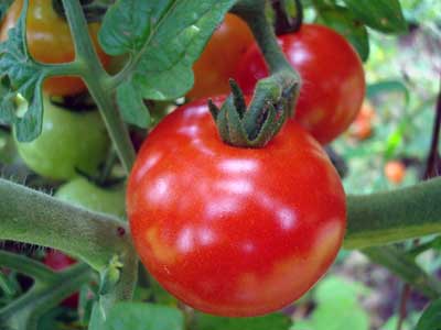 Científica colombiana desarrolla la planta de tomate más pequeña del mundo.