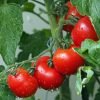Investigadores de Georgia descubren genes que controlan la forma y el tamaño del tomate.