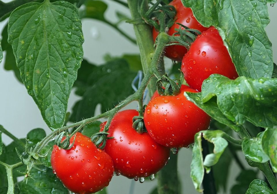 Investigadores de Georgia descubren genes que controlan la forma y el tamaño del tomate.
