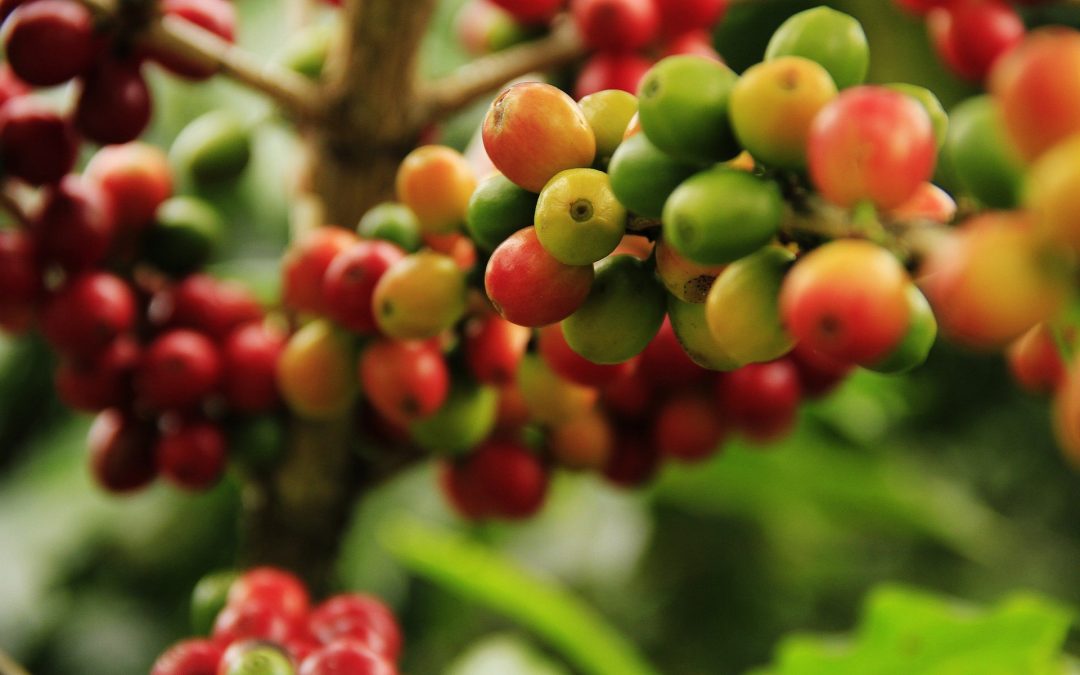 Descifrado por primera vez el genoma de la broca del café