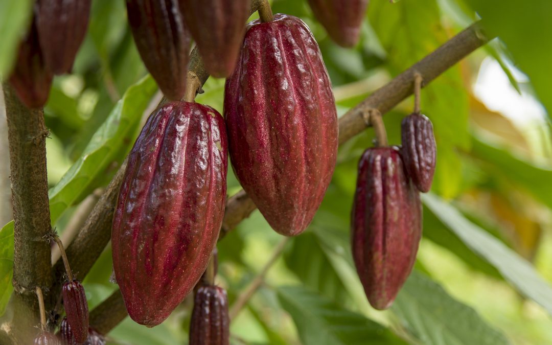 Planta de Cacao