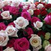 Floricultores colombianos preparan plan especial para el boom de ventas por San Valentín