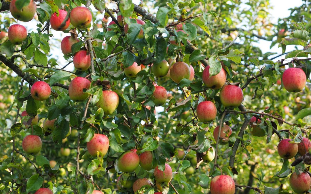 cultivo de manzana