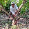 Nueve muestras de cacao representarán a Colombia en los International Cocoa Awards 2023