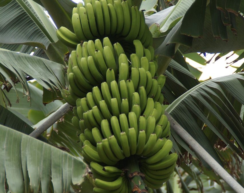 Banano y aguacate hass lideran las exportaciones de frutas colombianas